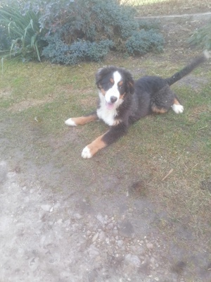 Berner Sennenhund 