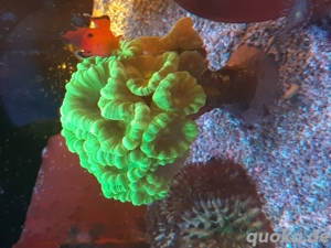 Korallen Ableger Zoanthus Scheibenanemonen Lps Weichkorallen  Bild 6