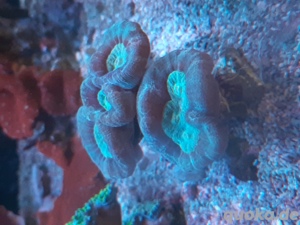 Korallen Ableger Zoanthus Scheibenanemonen Lps Weichkorallen  Bild 4