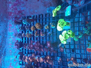Korallen Ableger Zoanthus Scheibenanemonen Lps Weichkorallen  Bild 2