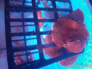 Korallen Ableger Zoanthus Scheibenanemonen Lps Weichkorallen  Bild 8