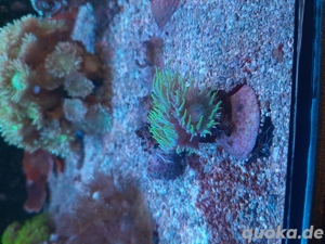 Korallen Ableger Zoanthus Scheibenanemonen Lps Weichkorallen  Bild 9