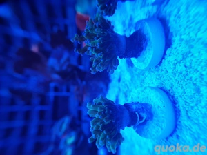 Korallen Ableger Zoanthus Scheibenanemonen Lps Weichkorallen  Bild 3