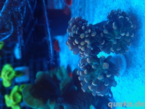 Korallen Ableger Zoanthus Scheibenanemonen Lps Weichkorallen  Bild 7