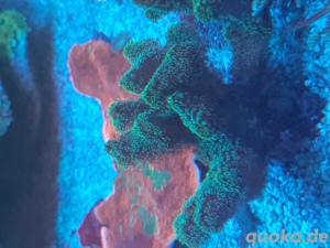 Korallen Ableger Zoanthus Scheibenanemonen Lps Weichkorallen  Bild 5