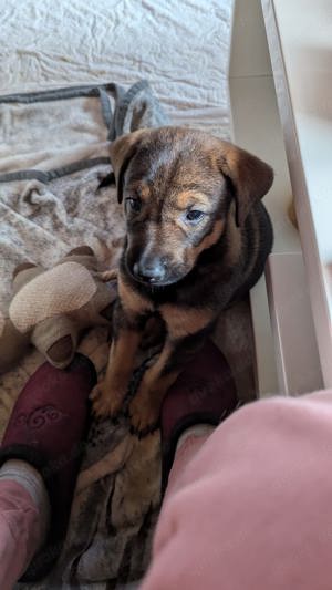 3 Hundewelpen