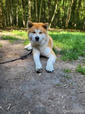 Deckrüde Akita Inu - Yoshi steht geeigneten Hündinnen zur Verfügung.