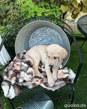 Labrador Retriever Welpen zur Adoption 