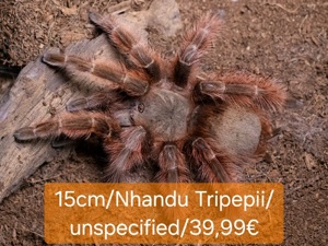 Spinne,Tarantel Bild 2