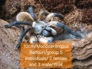 Spinne,Tarantel Bild 3