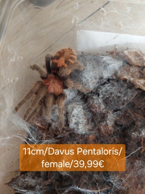Spinne,Tarantel Bild 6