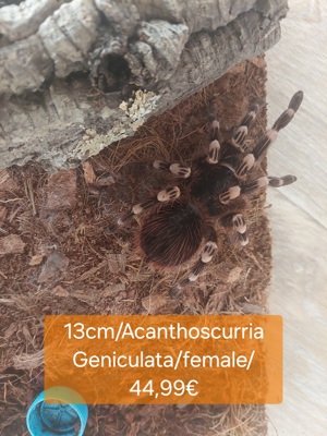 Spinne,Tarantel Bild 5