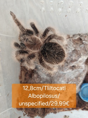 Spinne,Tarantel Bild 4