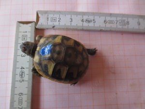 griechische landschildkröte Bild 2