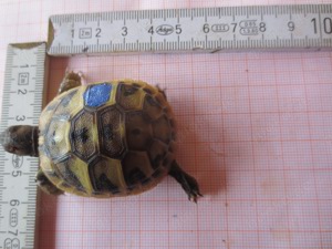 griechische landschildkröte Bild 3