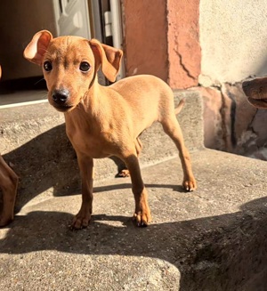 Zwergpinscher Welpen