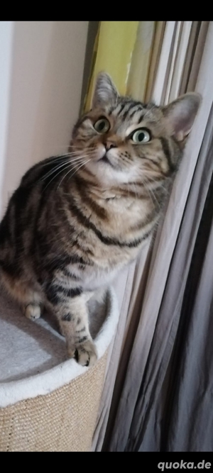 Liebe Katze 2. J in gute Hände 