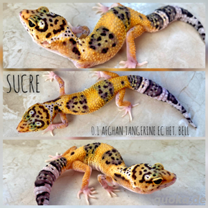 Leopargecko Nachzuchten 2024