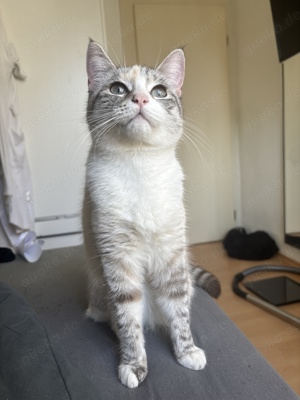 Katze Lola sucht ein liebevolles neues Zuhause