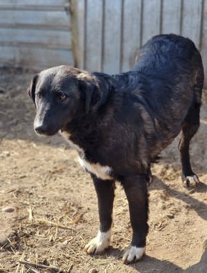 Wayona hat ein richtiges Zuhause verdient.  Wo bist du? Bild 5