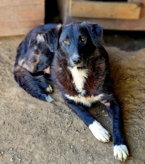 Wayona hat ein richtiges Zuhause verdient.  Wo bist du? Bild 10