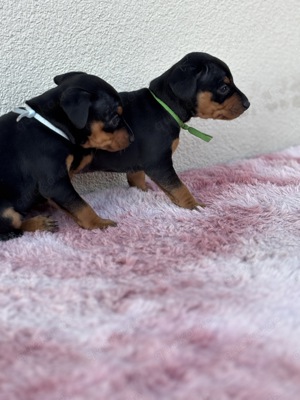 Zuckersüße Zwergpinscher
