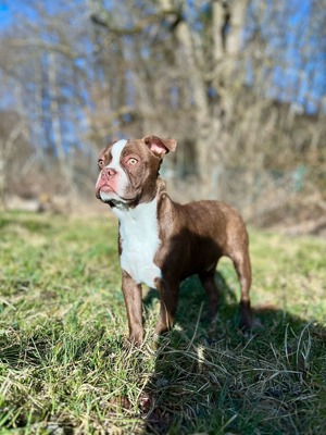 Boston Terrier mit Näschen in Farbe ( Ahnentafel )