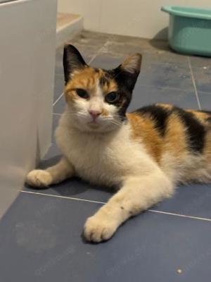 Liebes Katzenmädel Roma (ALO)