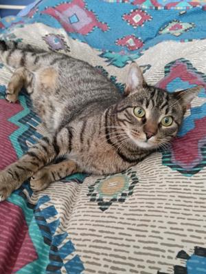 Dankbarer Logan (ALO) Bild 5