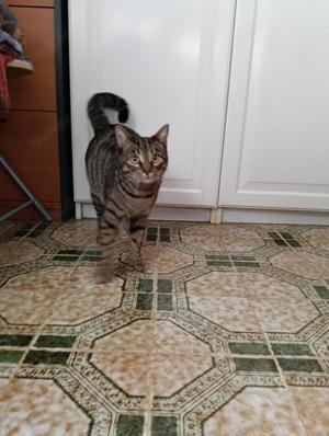 Dankbarer Logan (ALO) Bild 4