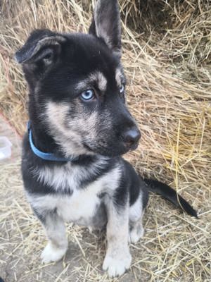 Neues,liebevolles Zuhause gesucht