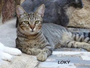 Loky - auf der Straße gefunden (ALO) Bild 2
