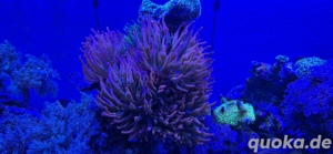 Entacmaea quadricolor 