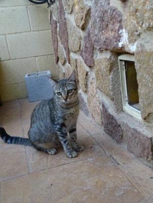 Lilly - auf der Straße gefunden (ALO) Bild 5