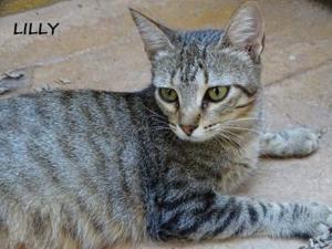 Lilly - auf der Straße gefunden (ALO)