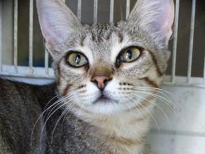 Lilly - auf der Straße gefunden (ALO) Bild 4