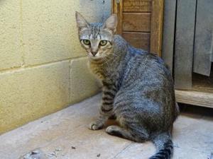 Lilly - auf der Straße gefunden (ALO) Bild 2