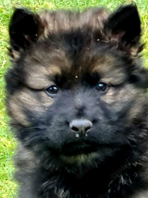 Altdeutsche Schäferhundwelpen mit Ahnentafel 