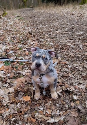American Bully Welpe Blue tri Merle vollständig geimpft ABKC Ahnentafel