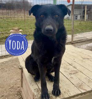 Yoda, lieber Labrador Mix
