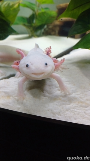 Axolotl Nachwuchs gegen Ende Mai abzugeben  Bild 2