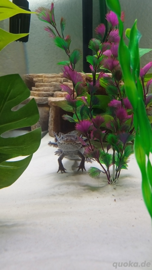 Axolotl Nachwuchs gegen Ende Mai abzugeben  Bild 4
