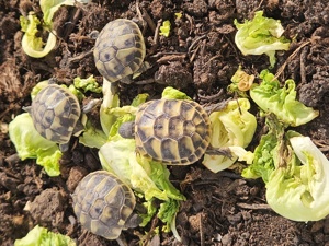 Griechische Landschildkröten 