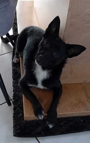 Jungspund JERRY, wo darf er einziehen? Bild 6