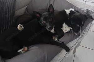 Jungspund JERRY, wo darf er einziehen? Bild 7