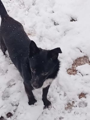 Jungspund JERRY, wo darf er einziehen? Bild 2