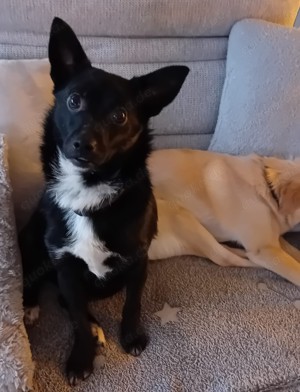 Jungspund JERRY, wo darf er einziehen? Bild 4