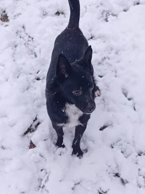 Jungspund JERRY, wo darf er einziehen? Bild 4