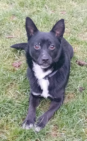 Jungspund JERRY, wo darf er einziehen? Bild 2