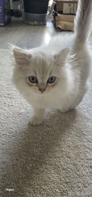 Deckkater 